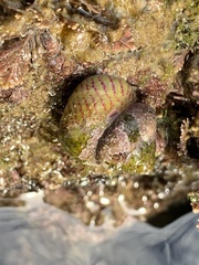 Steromphala divaricata