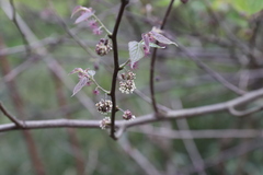 Broussonetia kaempferi