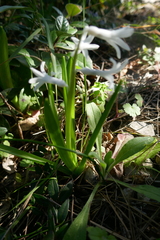 Hyacinthus orientalis