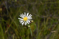 Symphyotrichum boreale