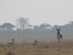 Antilope cervicapra