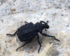 Brachycerus