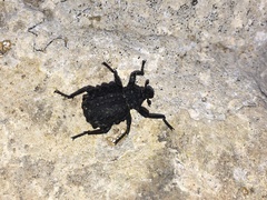 Brachycerus