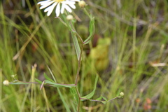 Symphyotrichum boreale