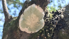 Cryptothecia striata