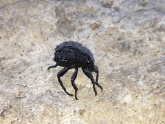 Brachycerus