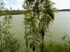 Ceratophyllum submersum