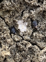 Echinolittorina punctata