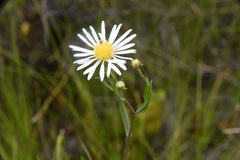 Symphyotrichum boreale