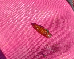 Sparganothis distincta