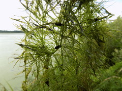 Ceratophyllum submersum