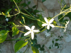 Jasminum officinale