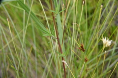 Symphyotrichum boreale