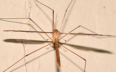 Tipula eluta