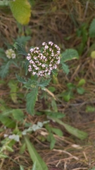 Centranthus