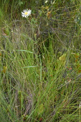 Symphyotrichum boreale