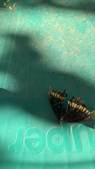 Battus polydamas