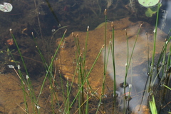 Eleocharis palustris
