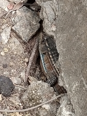 Broadleysaurus major