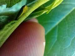 Bucephalogonia xanthophis