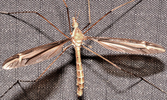 Tipula eluta