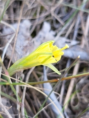 Narcissus bulbocodium
