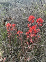 Castilleja affinis affinis