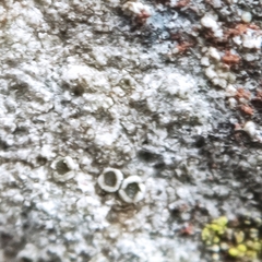 Myriolecis crenulata