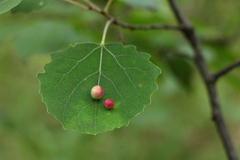 Harmandiola tremulae