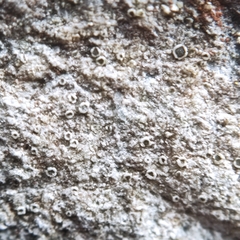 Myriolecis crenulata