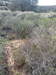 Castilleja affinis affinis
