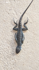 Tropidurus torquatus