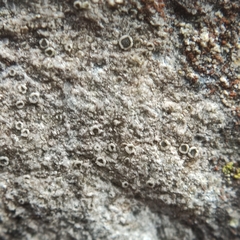 Myriolecis crenulata