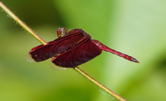 Neurothemis