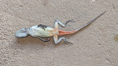 Tropidurus torquatus