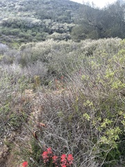 Castilleja affinis affinis