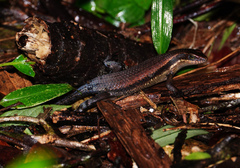 Eutropis