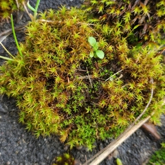 Vinealobryum vineale