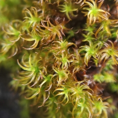 Vinealobryum vineale