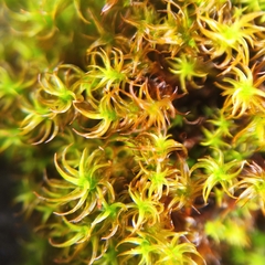 Vinealobryum vineale