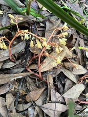Erythrorchis altissima