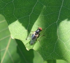 Seioptera vibrans