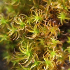 Vinealobryum vineale