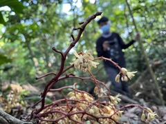 Erythrorchis altissima