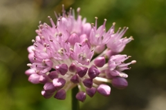 Allium strictum