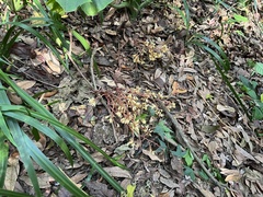 Erythrorchis altissima