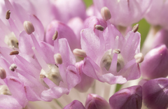 Allium strictum