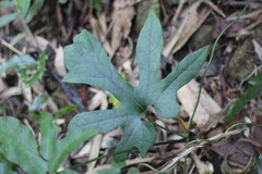 Aristolochia cucurbitifolia