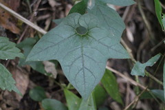 Aristolochia cucurbitifolia