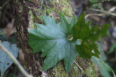 Aristolochia cucurbitifolia